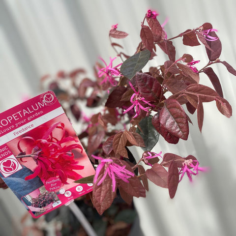 Loropetalum Chinense Fire Dance 2L