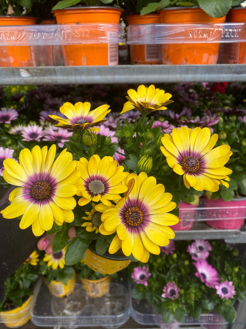 Osteospermum (Cape/African Daisy) 12cm Pot