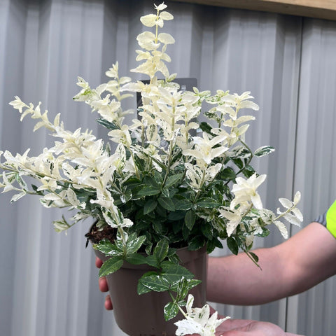 Euonymus Fortunei 'Harlequin' 9cm / 1,5L / 2L