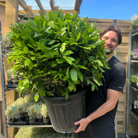 Established Laurus Nobilis Ball (Bay Leaf Ball) 10L / 15L / 24L / 30L