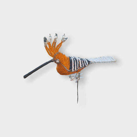 Perlenbesetzte Gartenvögel – Südafrika – Orange/Weißer Schwanz