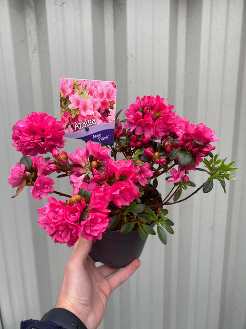 Azalee 'Anne Frank' 1L