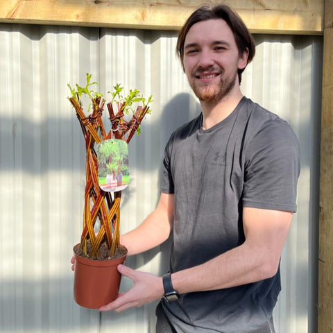 Salix – Lebende geflochtene Weidenbaumskulptur (55–60 cm)
