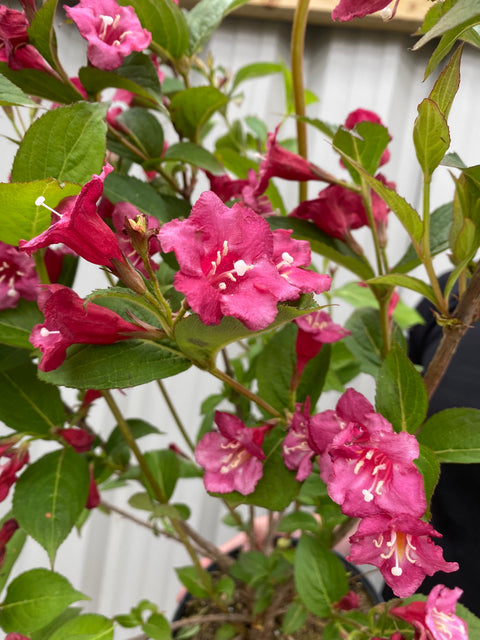 Weigela Florida - Bristol Ruby 3L