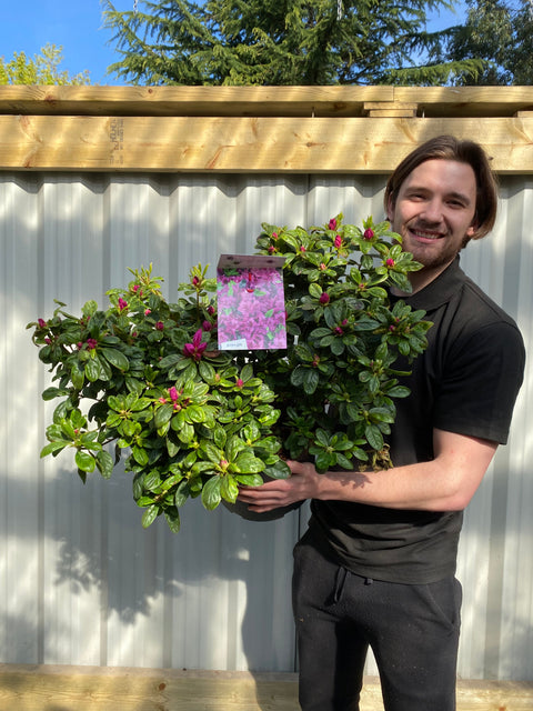 Azalee 'Koningstein' 10L