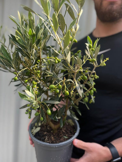 Olivier | Olea Europeana (3 tailles disponibles) 50-110 cm