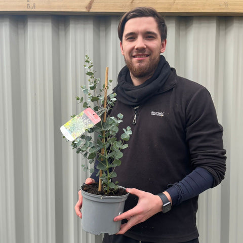 Eucalyptus gunni auf Schilfrohr 50-60 cm