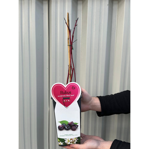 Raspberry 'Black Jewel' 1L