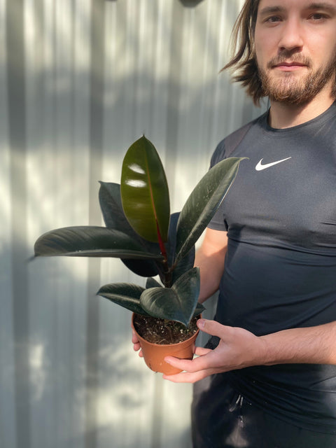 Ficus elastica Robusta (Gummifeige) 30-40 cm