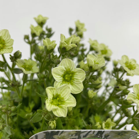 Saxifraga x Arendsii 'Early Lime' 1.5L