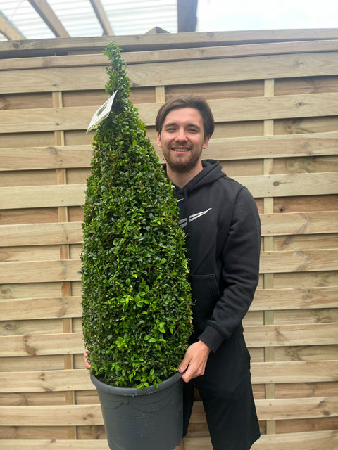 Buchsbaum/Topiary-Kegel (Buxus Sempervirens)