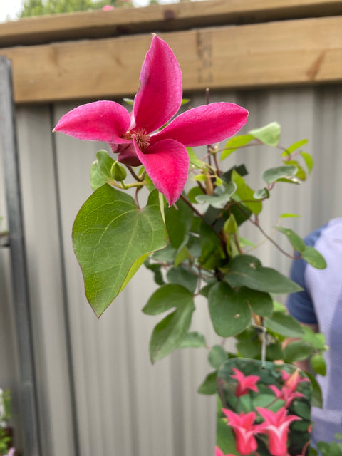 Clematis 'Princess Diana' 70 cm