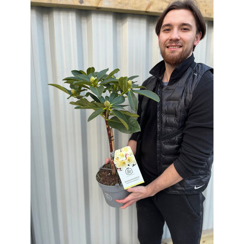 Standard-Rhododendron 'Horizon Monarch' (Gelb) 80 cm