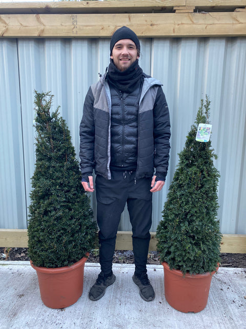 Eibenzapfen – Taxus baccata, 150 cm