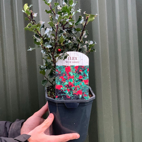 Ilex 'Blue Angel' Stechpalme 2L