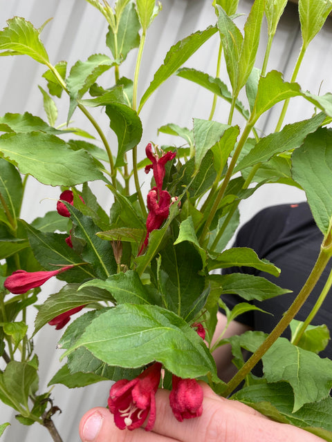 Weigela Florida - Red Prince 9cm / 1L / 2L