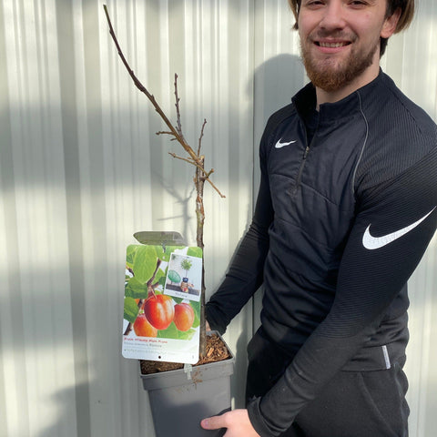 'Victoria' Pflaumenbaum 2L / 4L