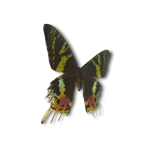 Papillon - cadre en bois (112.1)