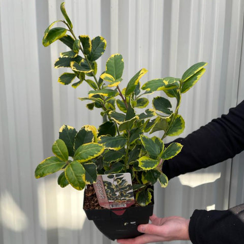 Ilex x altaclarensis 'Golden King' | Bunte Stechpalme 9 cm / 2 l