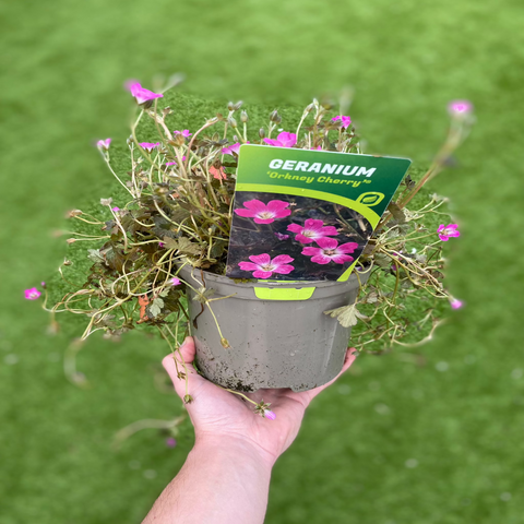 Geranie 'Orkney Cherry' 3L