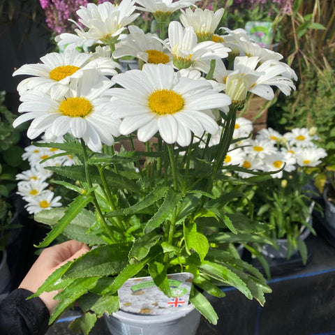 Leucanthemum 'Western Star Taurus' 1,5 l
