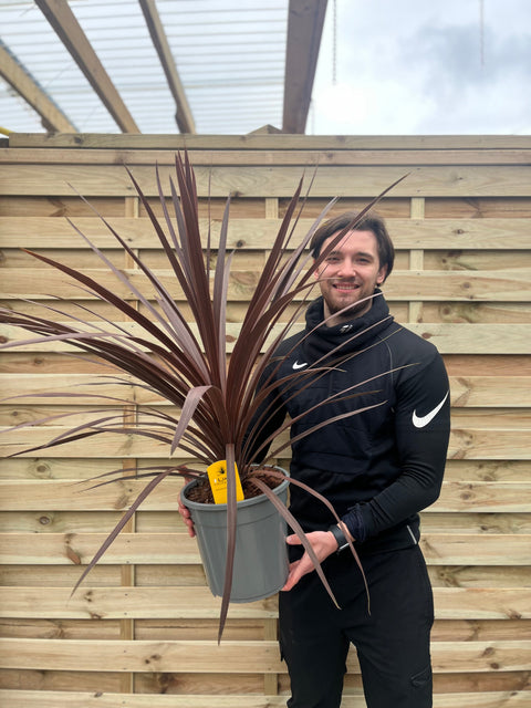 Cordyline australis Roter Stern | 1 m