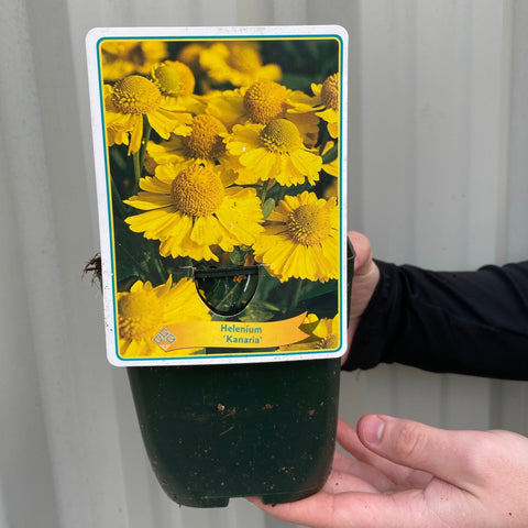 Helenium 'Kanaria' 1L