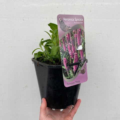 Veronica 'Anniversary Pink' 9cm/2L
