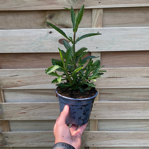 Verbena bonariensis 9cm