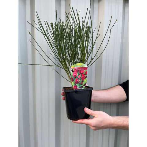 Cytisus x boskoopii 'Boskoop Ruby' 1,5L