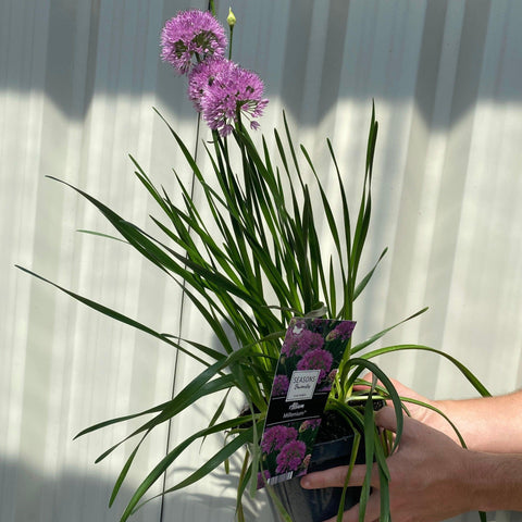 Allium 'Millenium' 2L