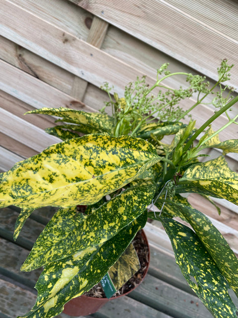 Aucuba japonica 'Gold King' (40-50 cm) 3L (Offres d'achat multiple disponibles)