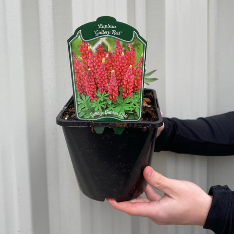 Lupinus polyphyllus 'Legendary Red' (3 Sizes available)
