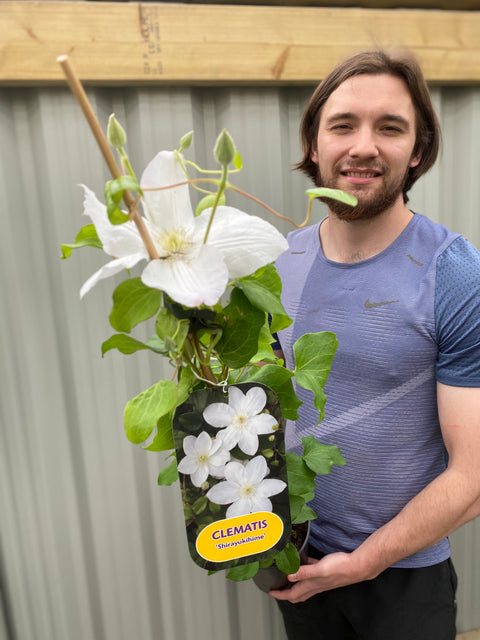 Clematis 'Shirayukihime' 90-95cm