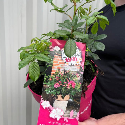 Rosy Boom Mini-Topfrose 5L