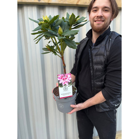 Standard-Rhododendron 'Cosmopolitan' (Rosa) 80 cm