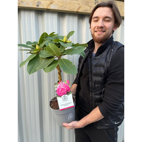 Standard Rhododendron 'Germania' (Pink) 80cm