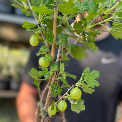 Stachelbeere 'Ribes' uva. Crispa Green 2L