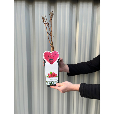Raspberry 'Meeker' 1L