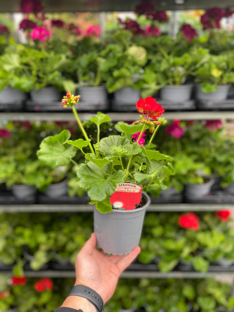 Geranium Red 1.5L