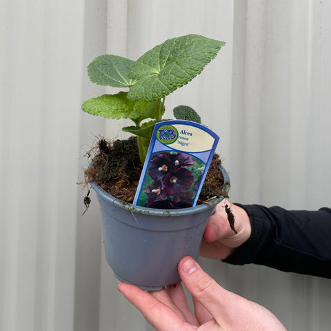 Alcea rosea 'Nigra' (Stockrose) 9 cm 