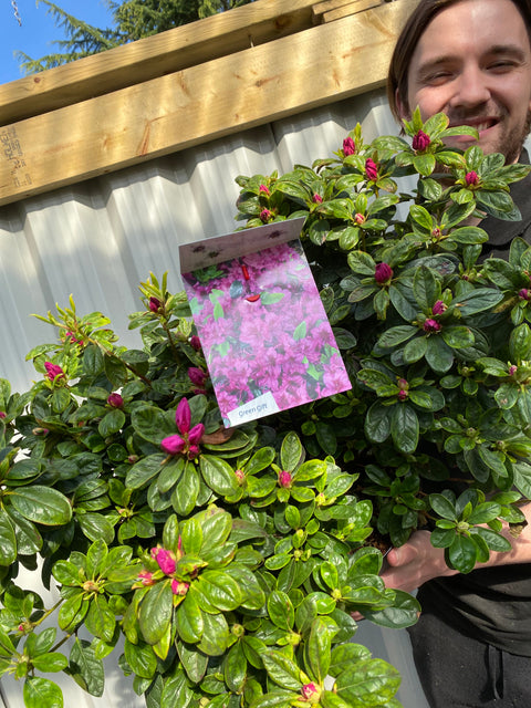 Azalee 'Koningstein' 10L