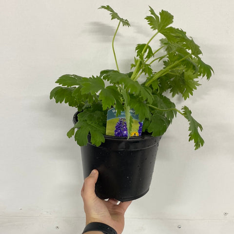 Delphinium elatum Guardian Blue 3L