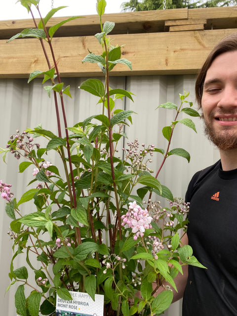 Deutzia 'Mount Rose' 3L