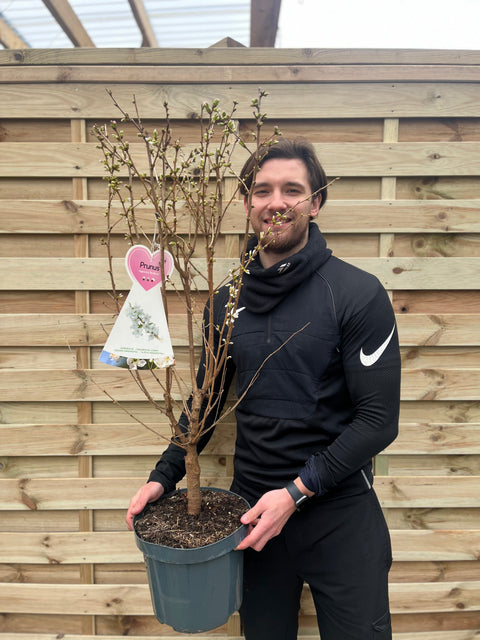 Zierkirschbaum (Nipponica 'Brilliant') 7,5L 1m