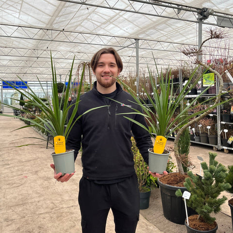 Cordyline australis Peko - Verte (3 tailles disponibles)