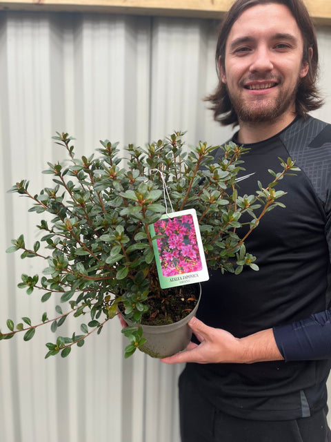 Azalea japonica 'Amoena' 2/5L