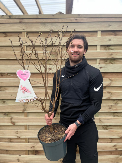 Prunus Niponica 'Ruby' - Cerisier ornemental à fleurs 7,5 L 1 m