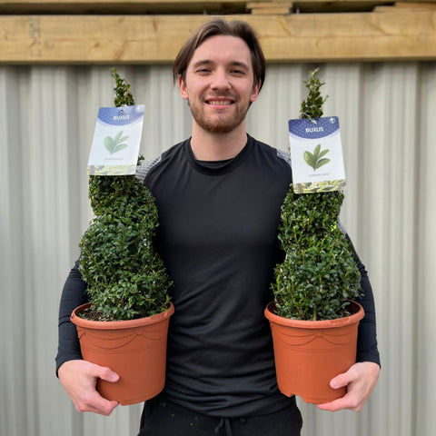 Buxus Spiral | Buxus sempervirens Topiary | Box Spiral