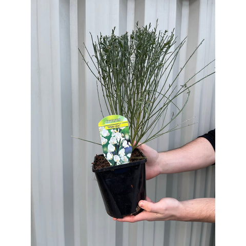 Cytisus (Ginster) – 'Weißer Löwe' 1L / 2L